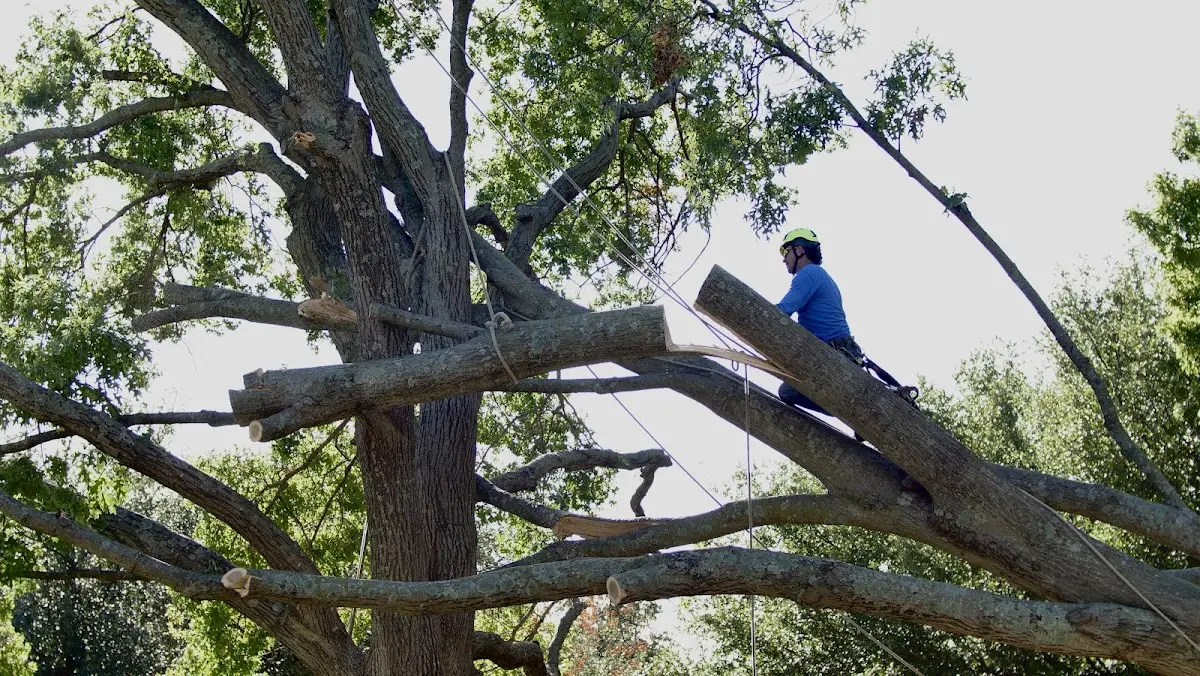 Professional Hazardous Tree Removal performed by certified arborists in Loco